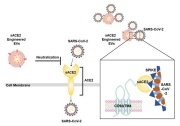엑소좀을 이용하는 covid-19 백신 또는 치료용 약제학적 조성물 대표도면