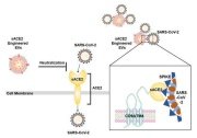 엑소좀을 이용하는 covid-19 백신 또는 치료용 약제학적 조성물 대표도면